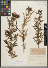 Foto von Salix triandra subsp. triandra L.